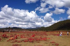 邳州旅游去处(暑期最好的旅游去处)